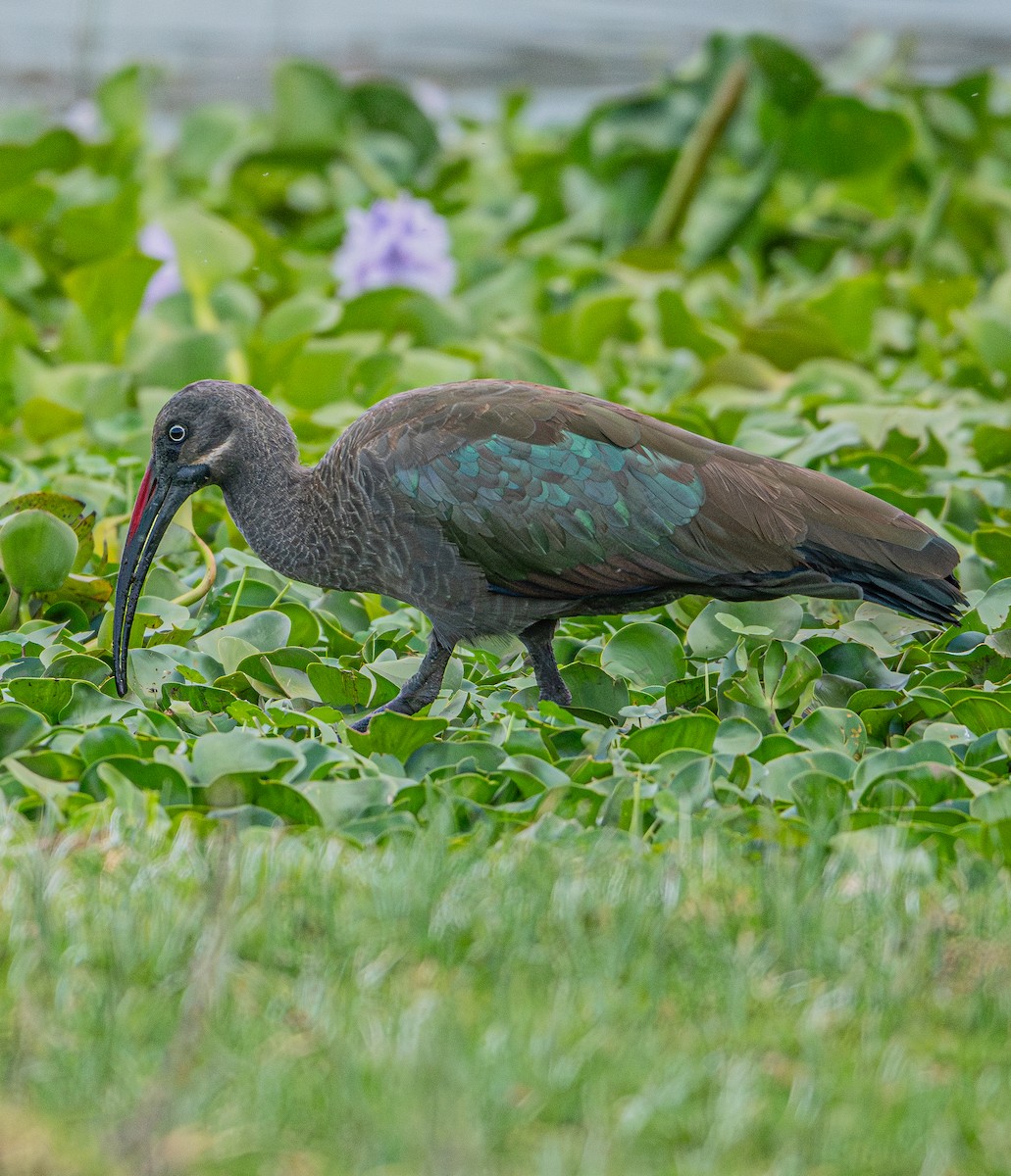 Ibis Hadada - ML617019225