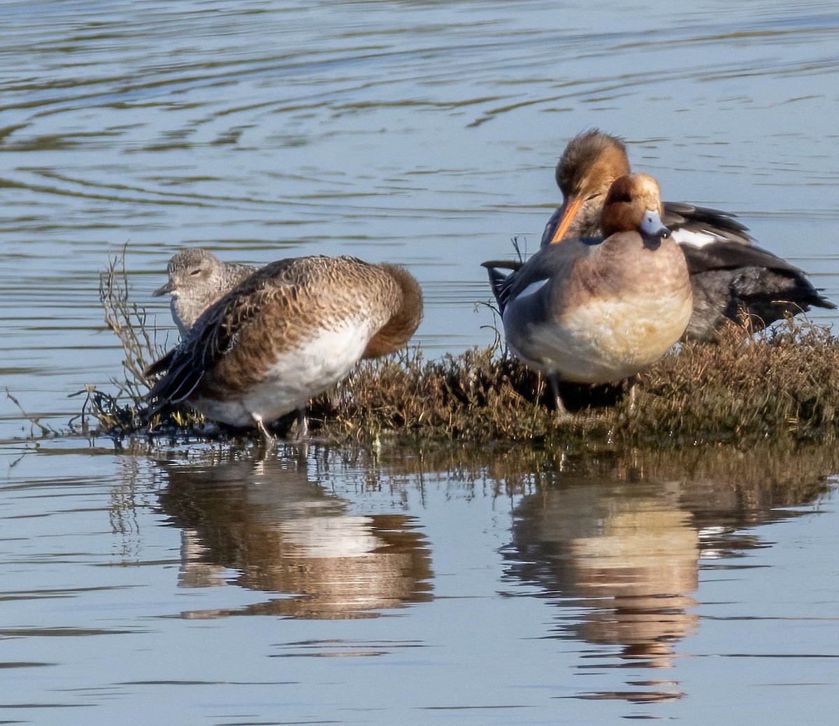 Eurasian Wigeon - ML617019236