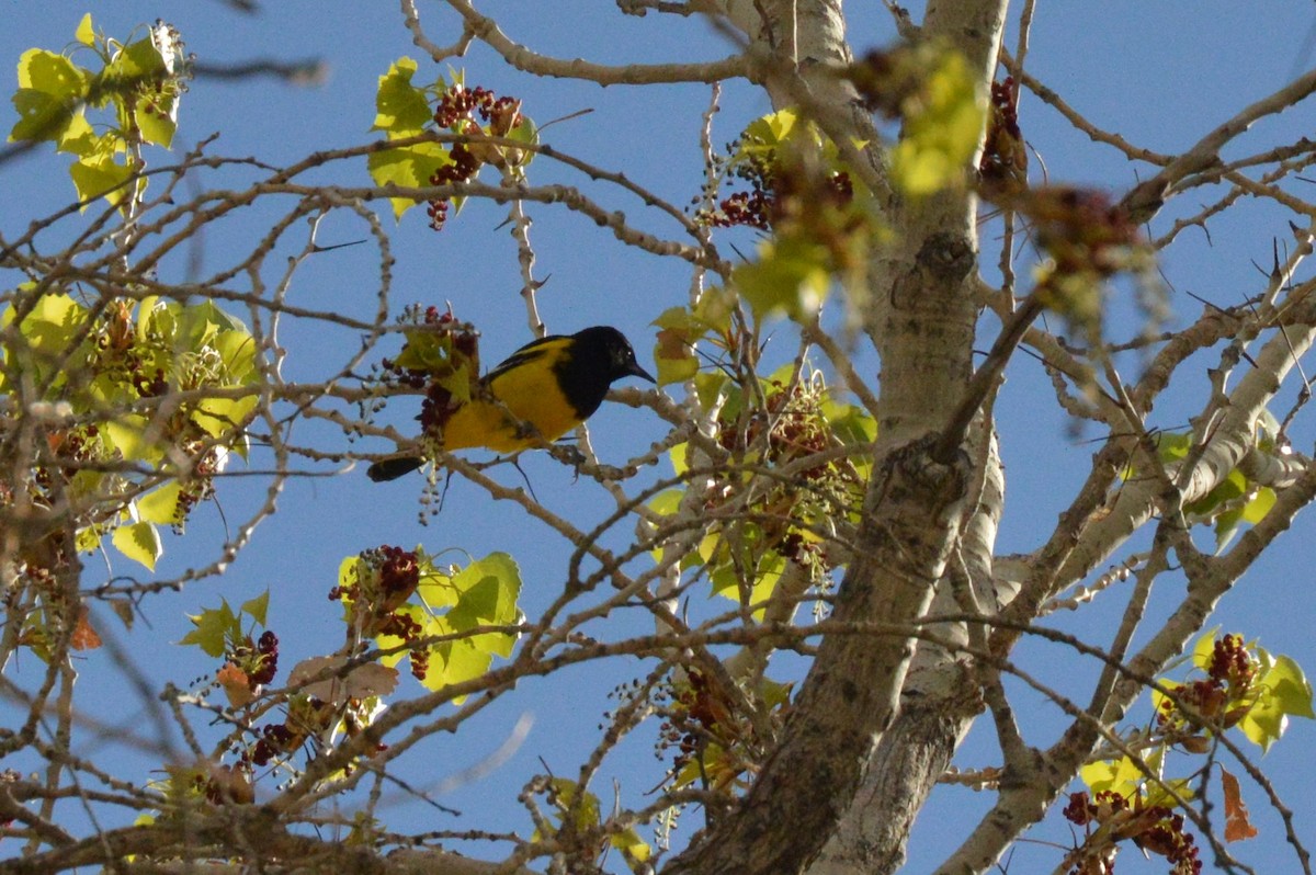 Scott's Oriole - ML617019238