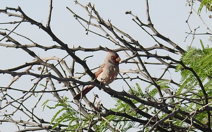 Cardinal pyrrhuloxia - ML617019260