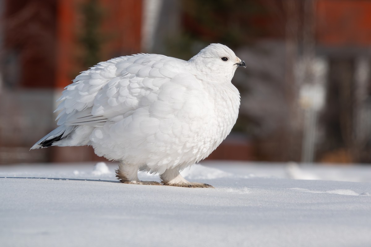 Lagópodo Común - ML617019292