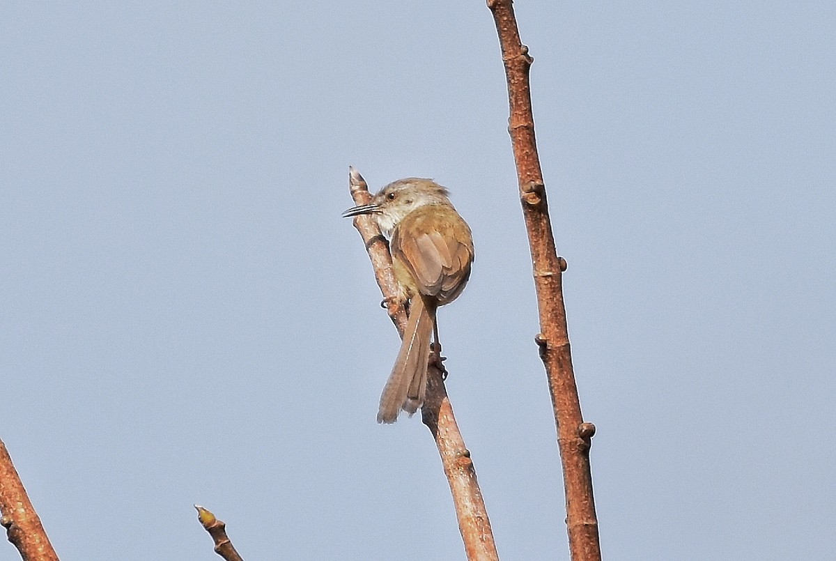 Gray-breasted Prinia - ML617019294