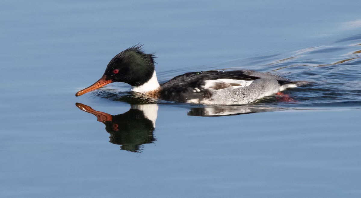 Red-breasted Merganser - ML617019295