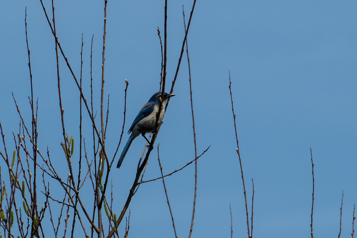 California Scrub-Jay - Richie Frerking