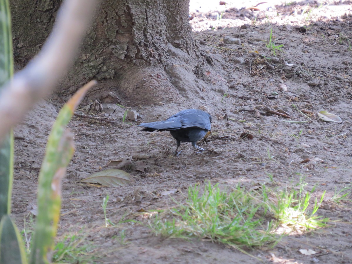 Blue Mockingbird - Alex Loya