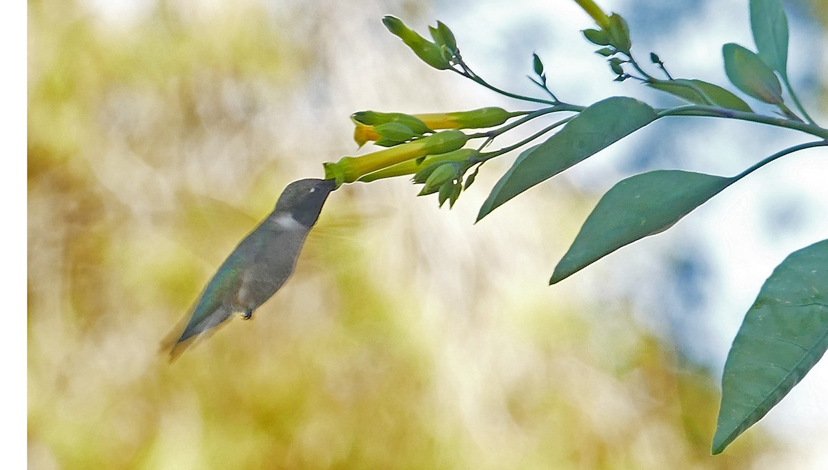Black-chinned Hummingbird - Jon (JC) Curd