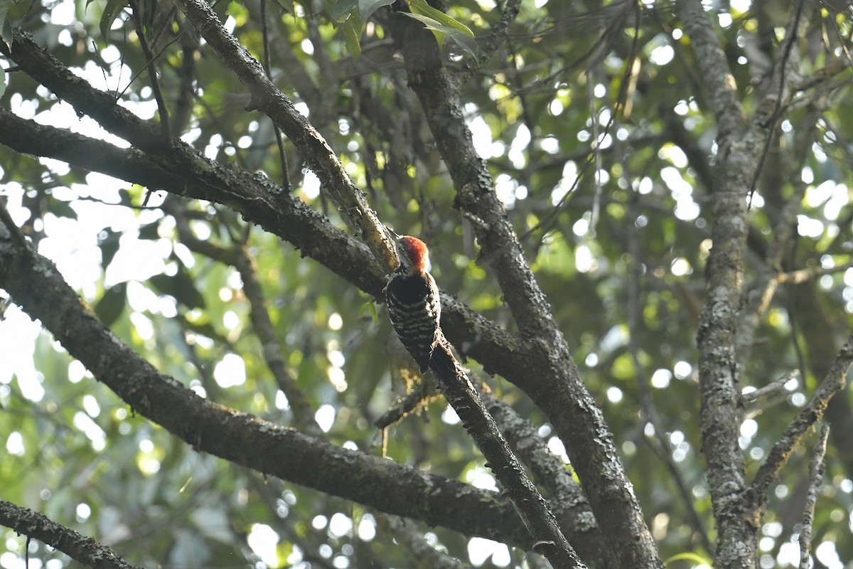 Stripe-breasted Woodpecker - ML617019349