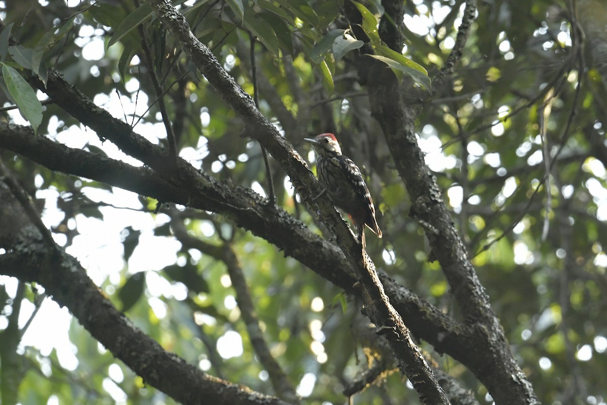 Stripe-breasted Woodpecker - ML617019350