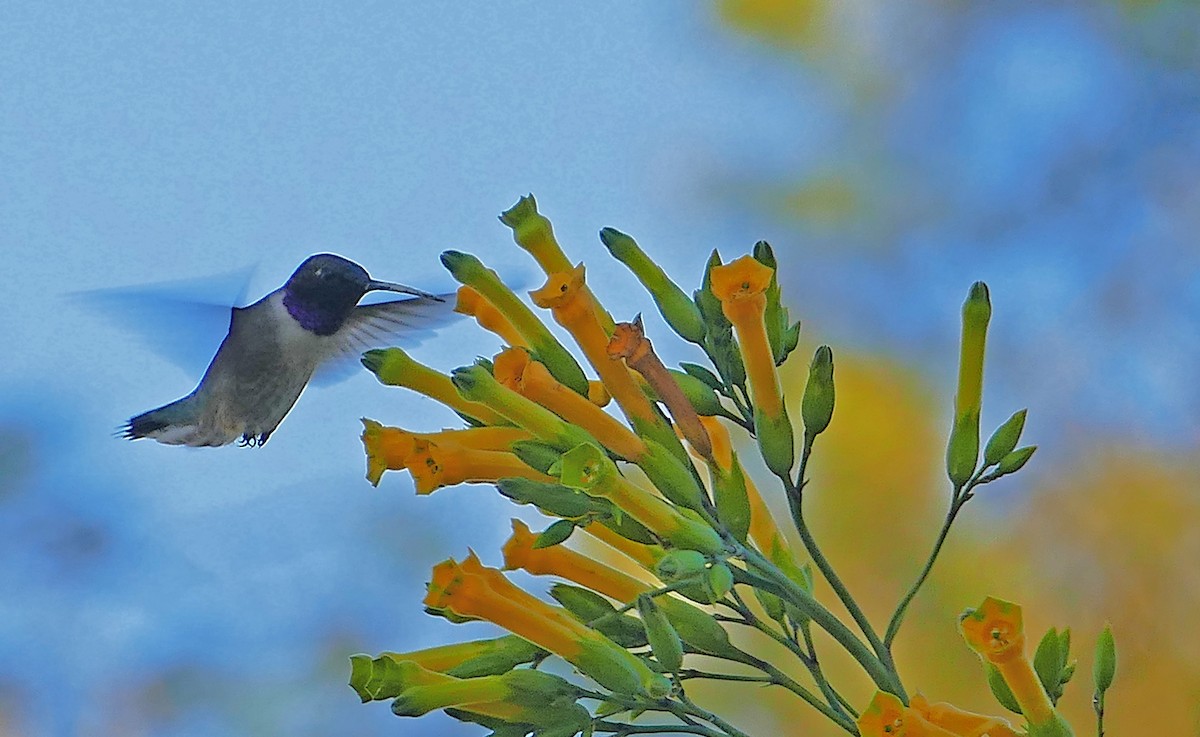 Colibri à gorge noire - ML617019358