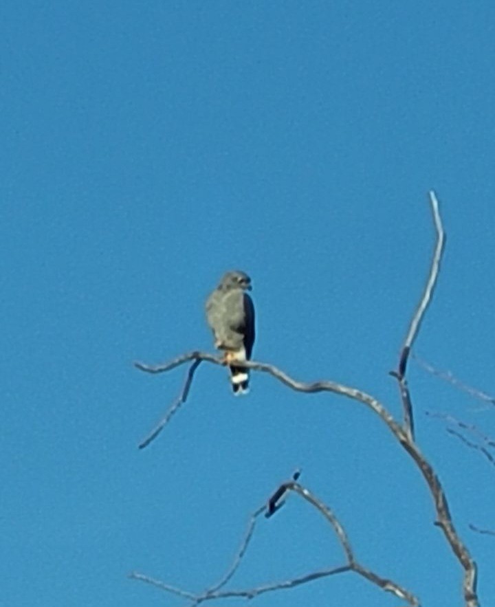 Gray Hawk - Theresa Mathis