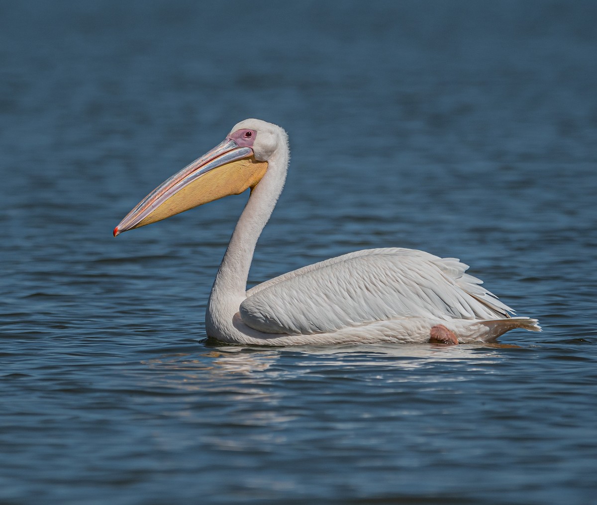 pelikán bílý - ML617019384