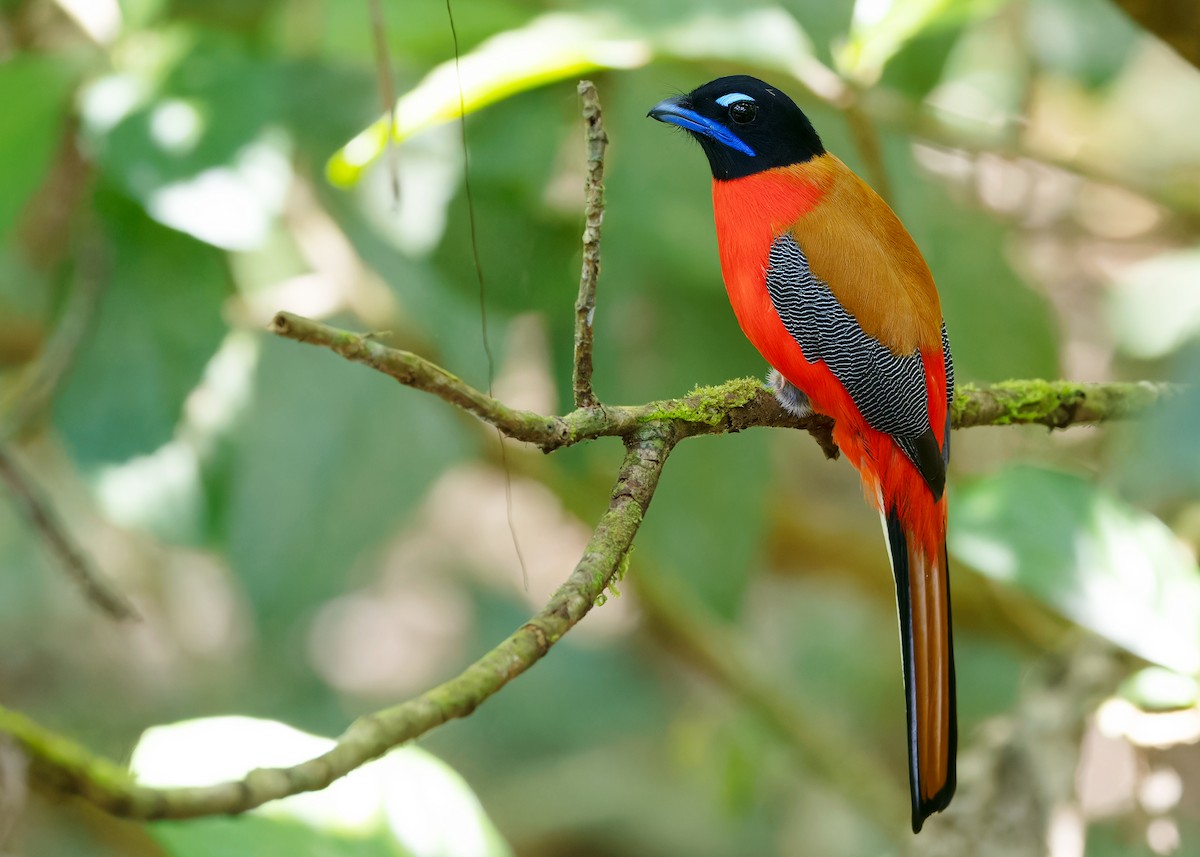 Scarlet-rumped Trogon - ML617019386