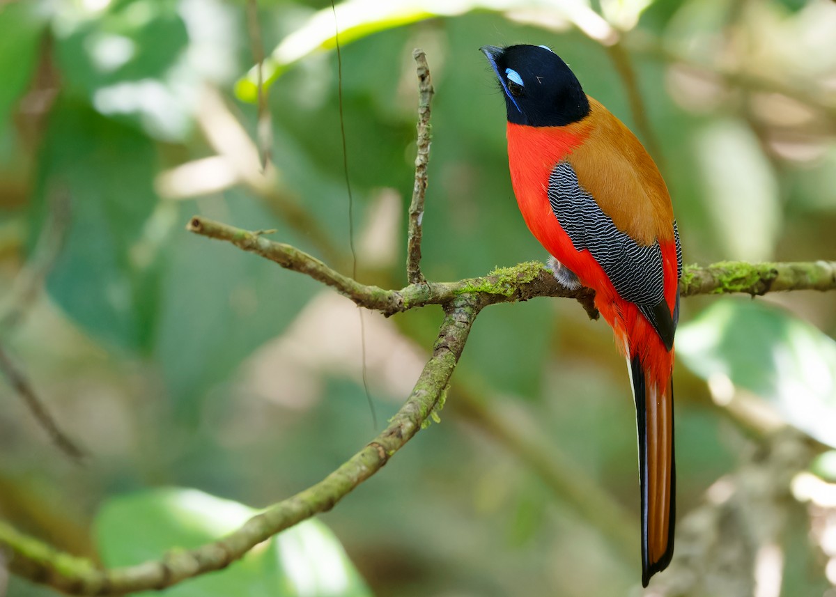 Scarlet-rumped Trogon - Ayuwat Jearwattanakanok