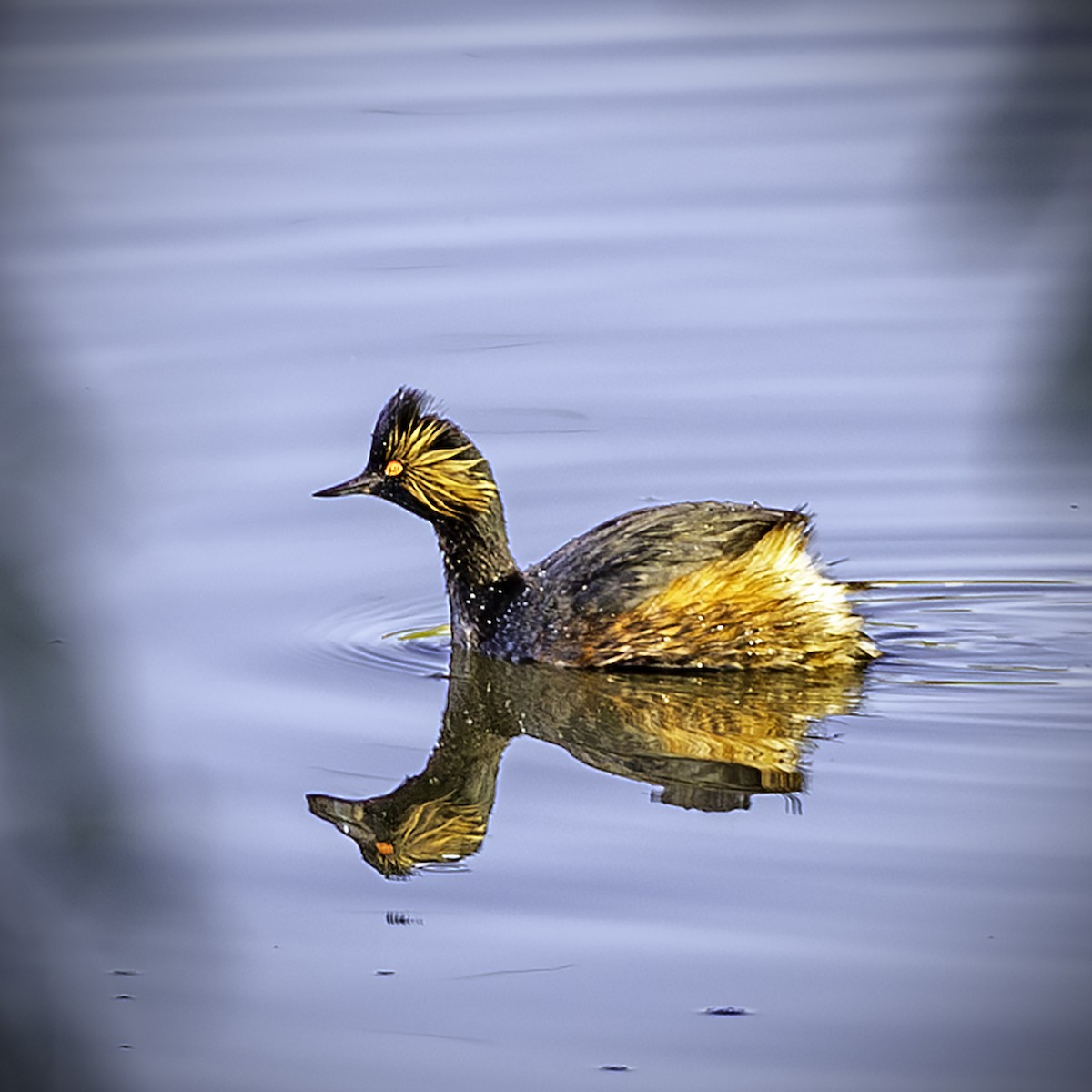 Eared Grebe - ML617019432