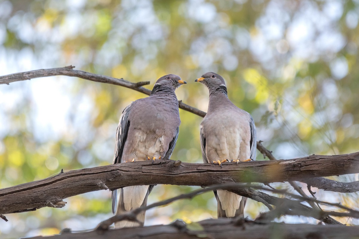 Band-tailed Pigeon - Shawn O'Neil