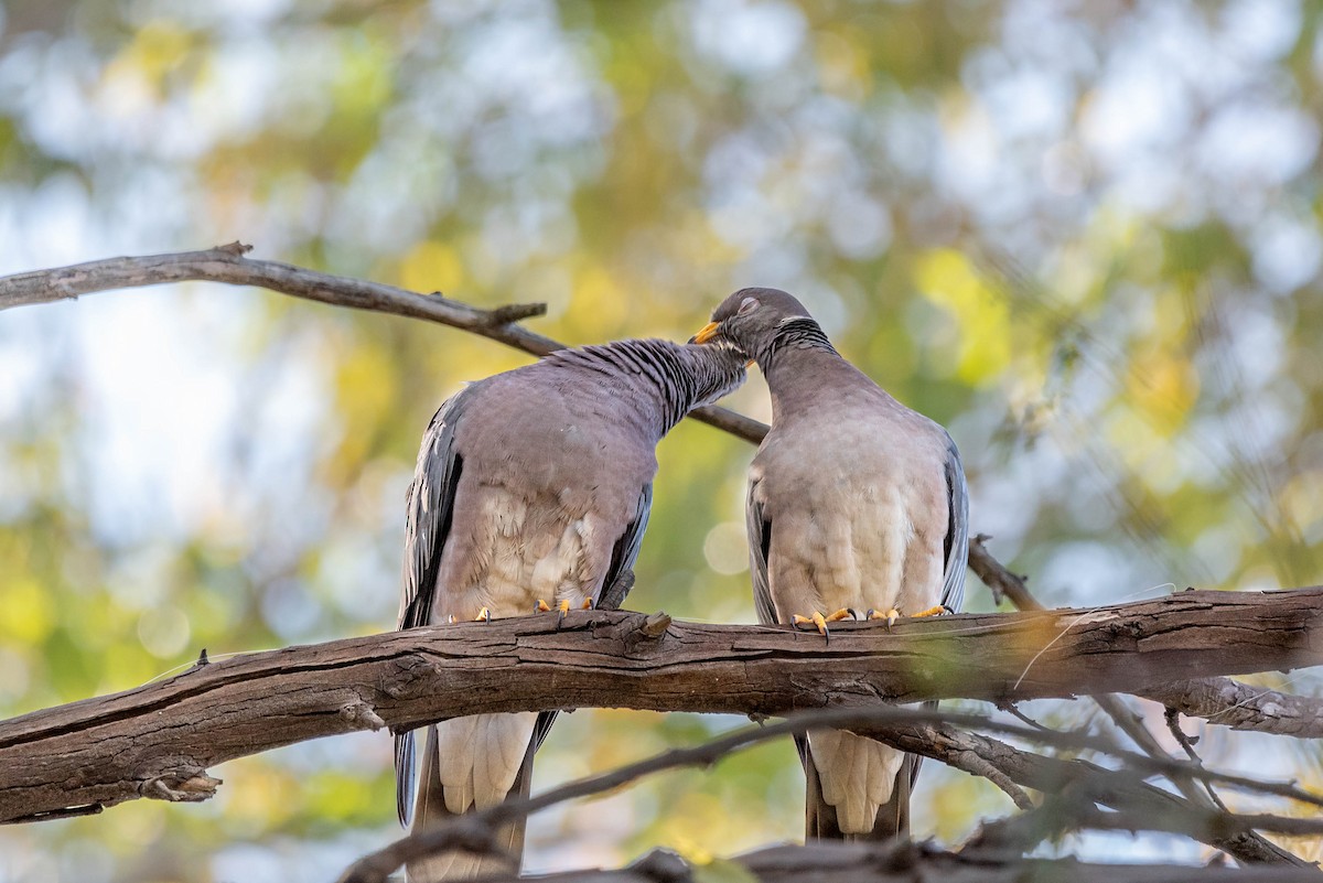 Band-tailed Pigeon - Shawn O'Neil