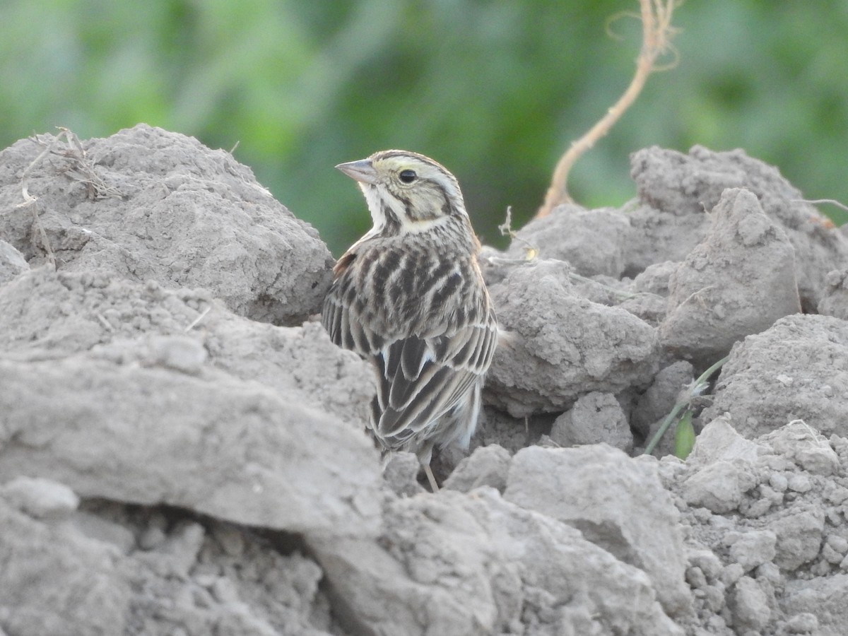 Savannah Sparrow - ML617019460