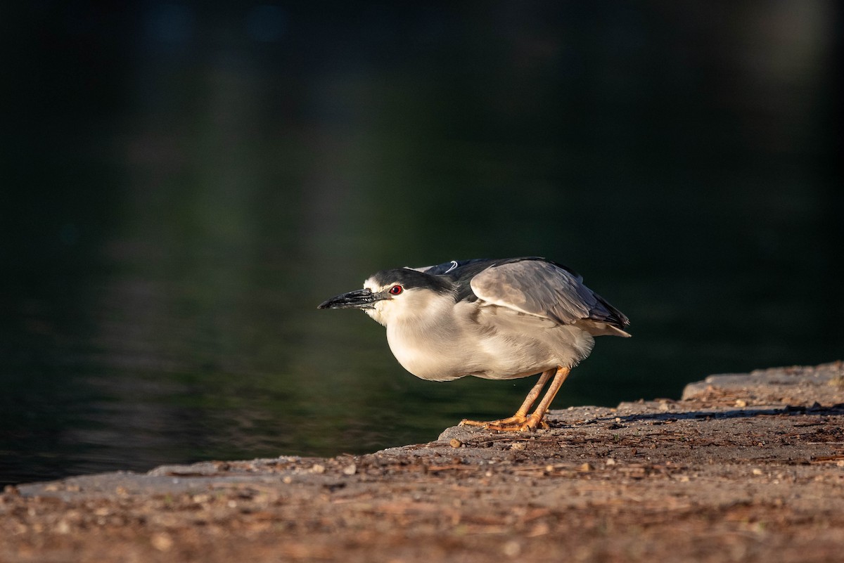 Black-crowned Night Heron - ML617019462