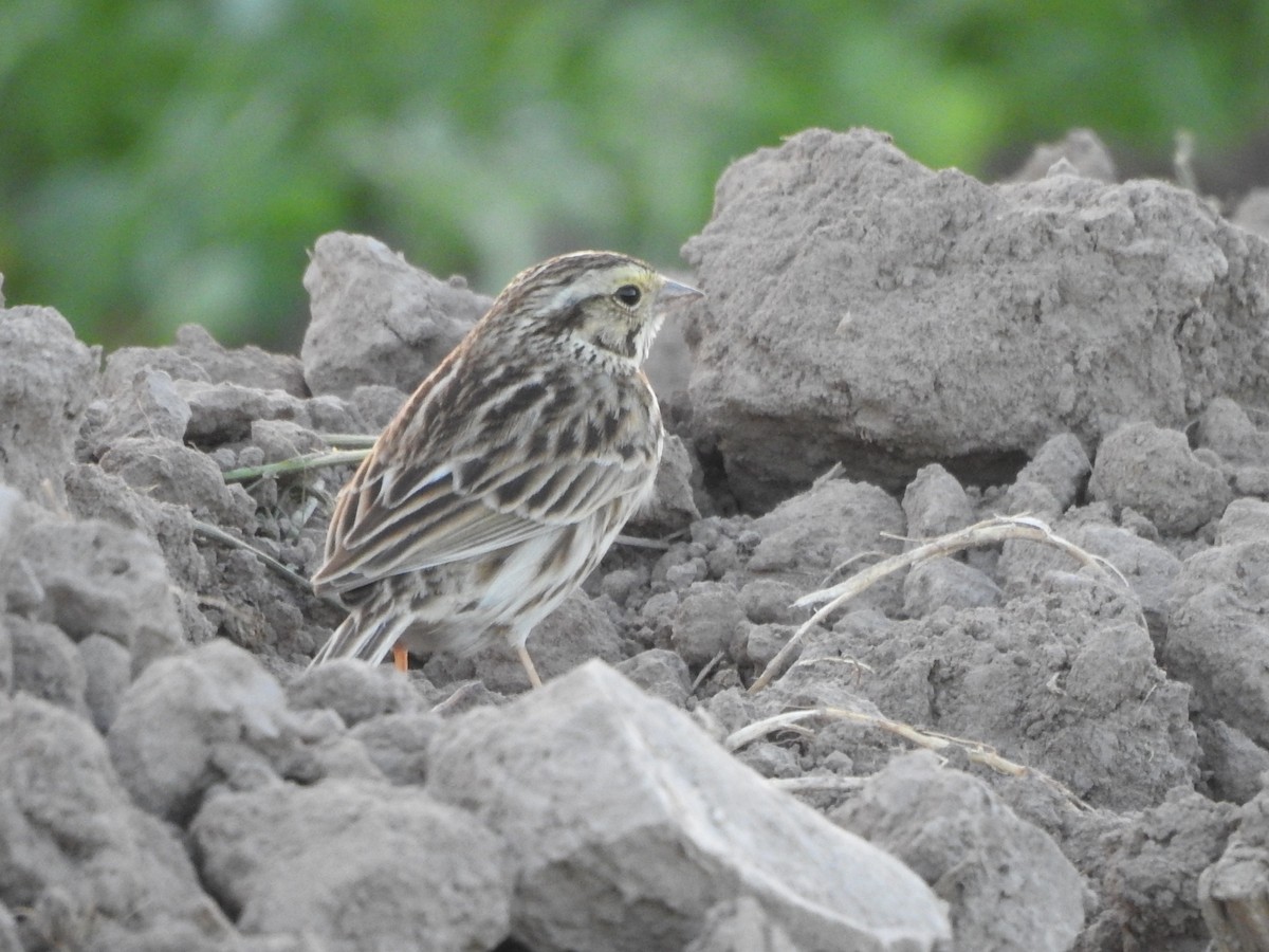 Savannah Sparrow - ML617019484