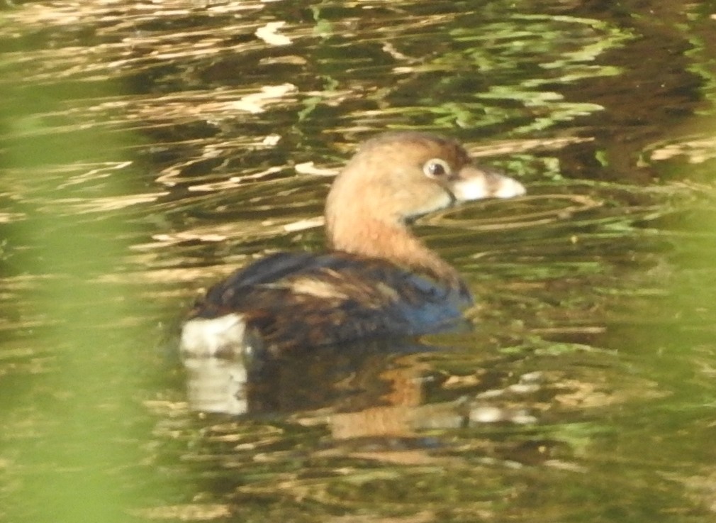 Pied-billed Grebe - ML617019526