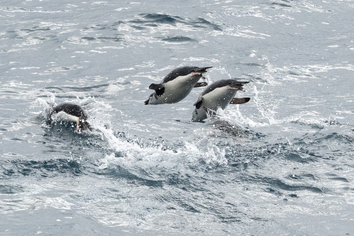 Антарктический пингвин - ML617019538