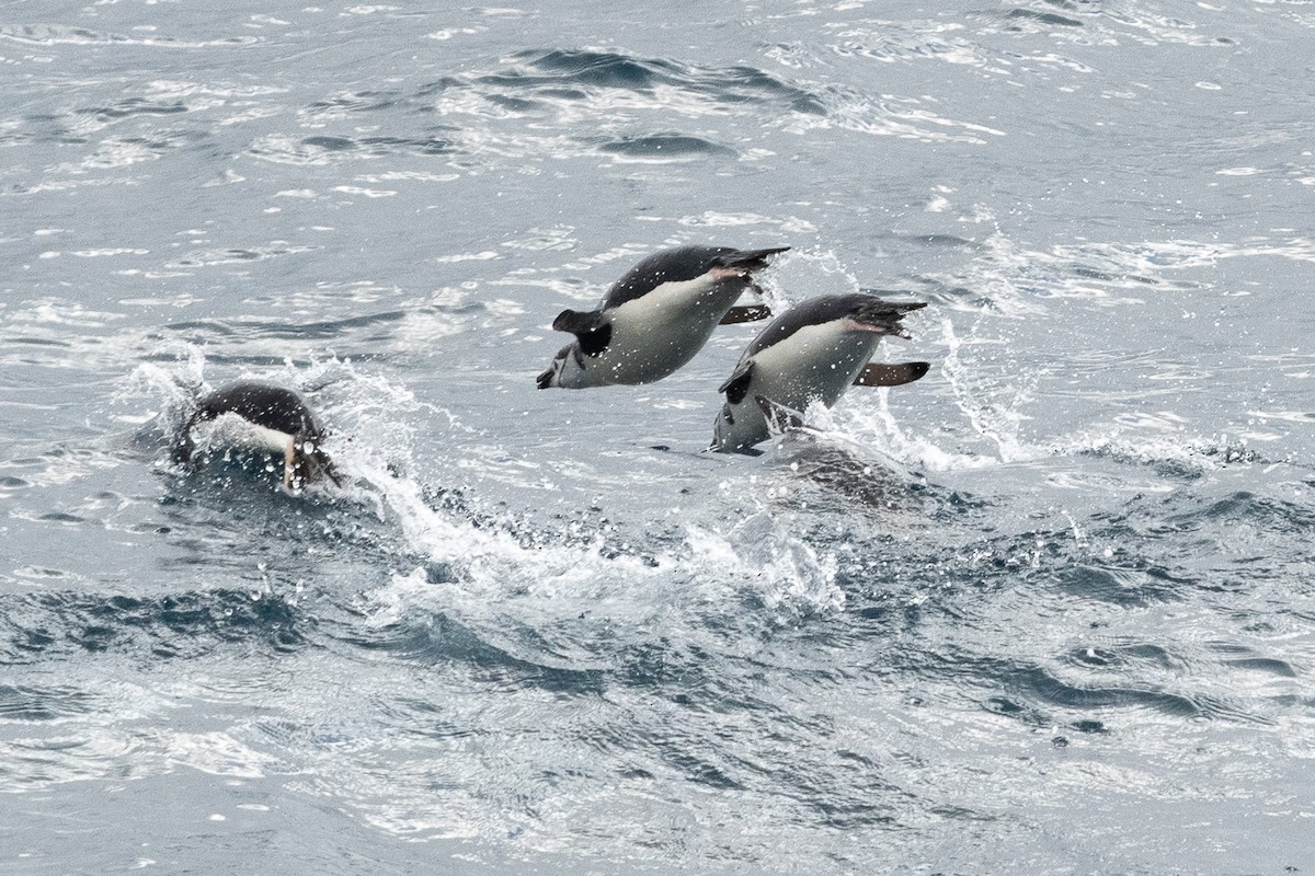 Chinstrap Penguin - ML617019538