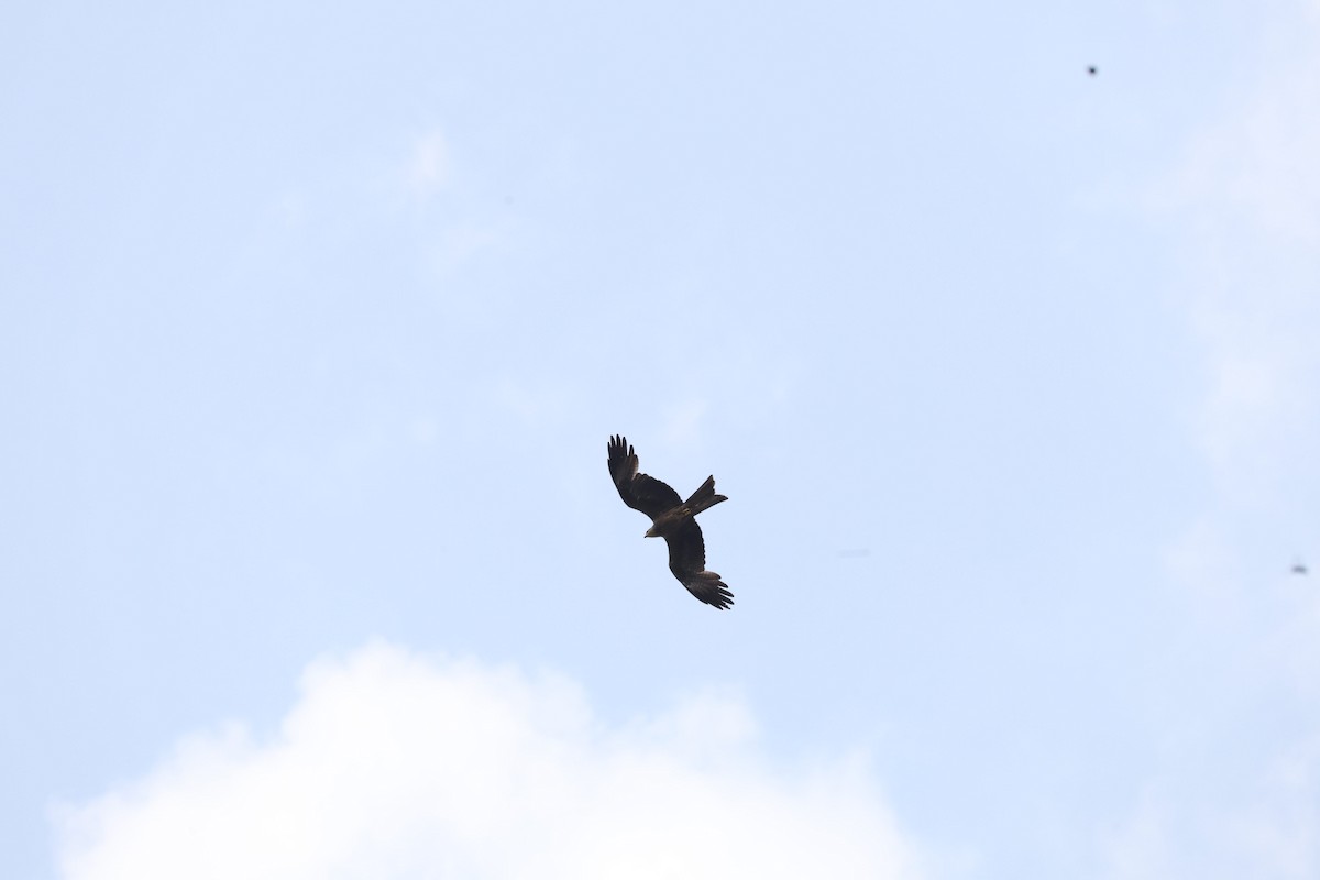 Black Kite - ML617019577