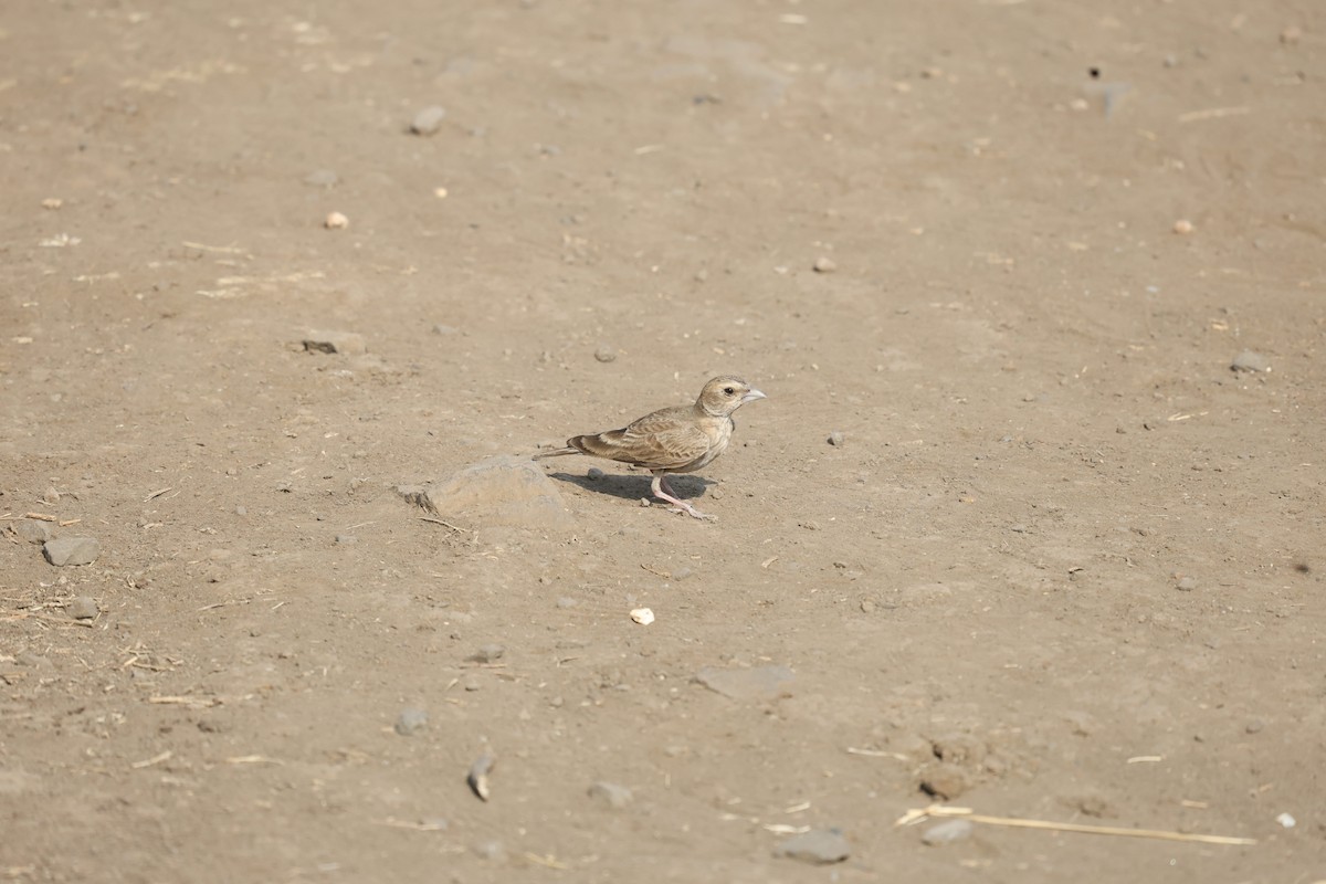 Ashy-crowned Sparrow-Lark - Ksheetij Pandey