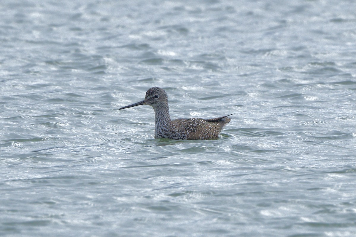 Greater Yellowlegs - ML617019608