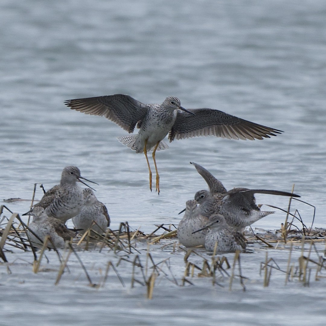 Greater Yellowlegs - ML617019609