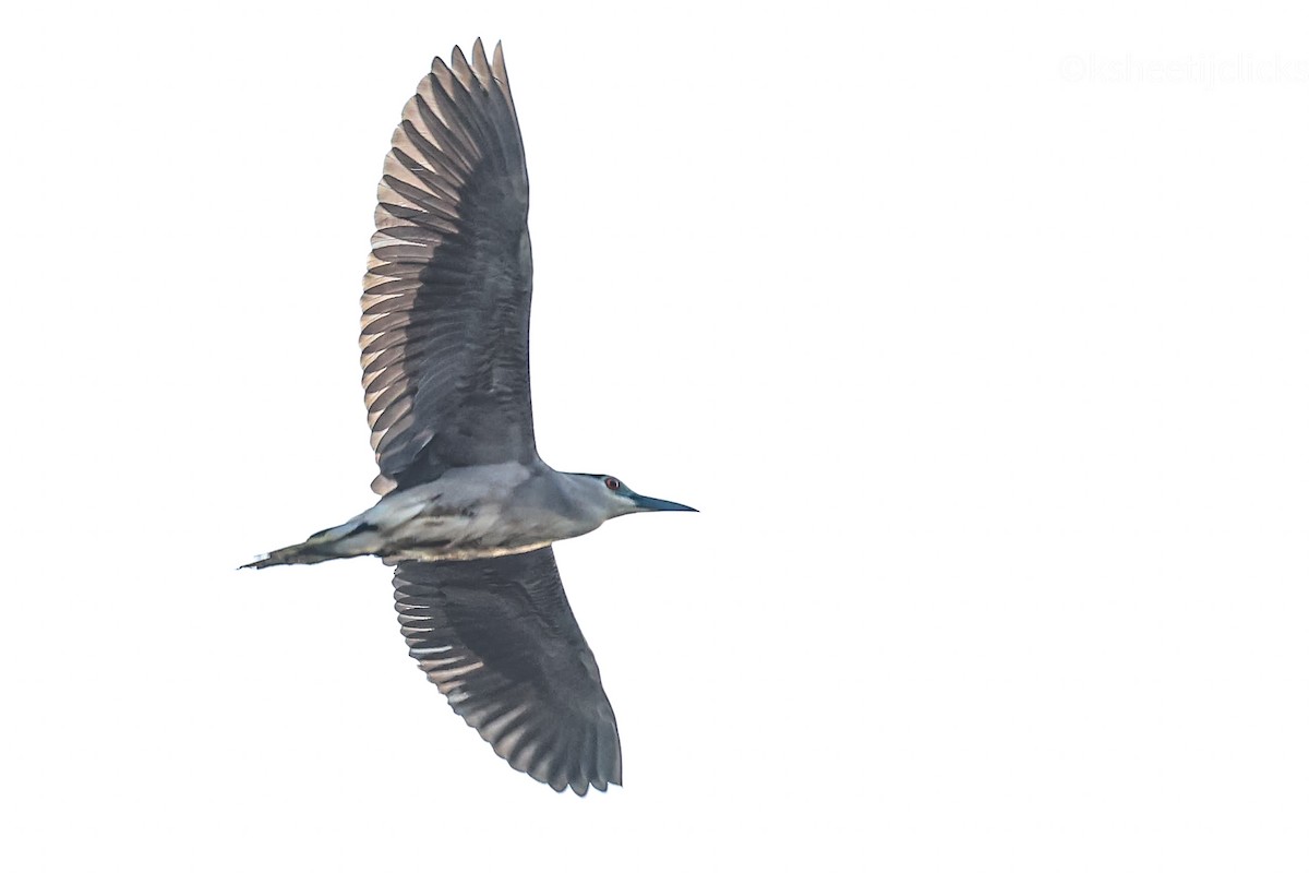 Black-crowned Night Heron - Ksheetij Pandey