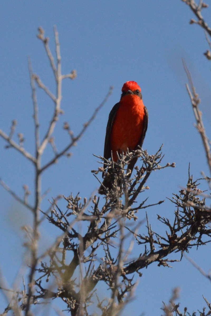 Vermilion Flycatcher - ML617019627