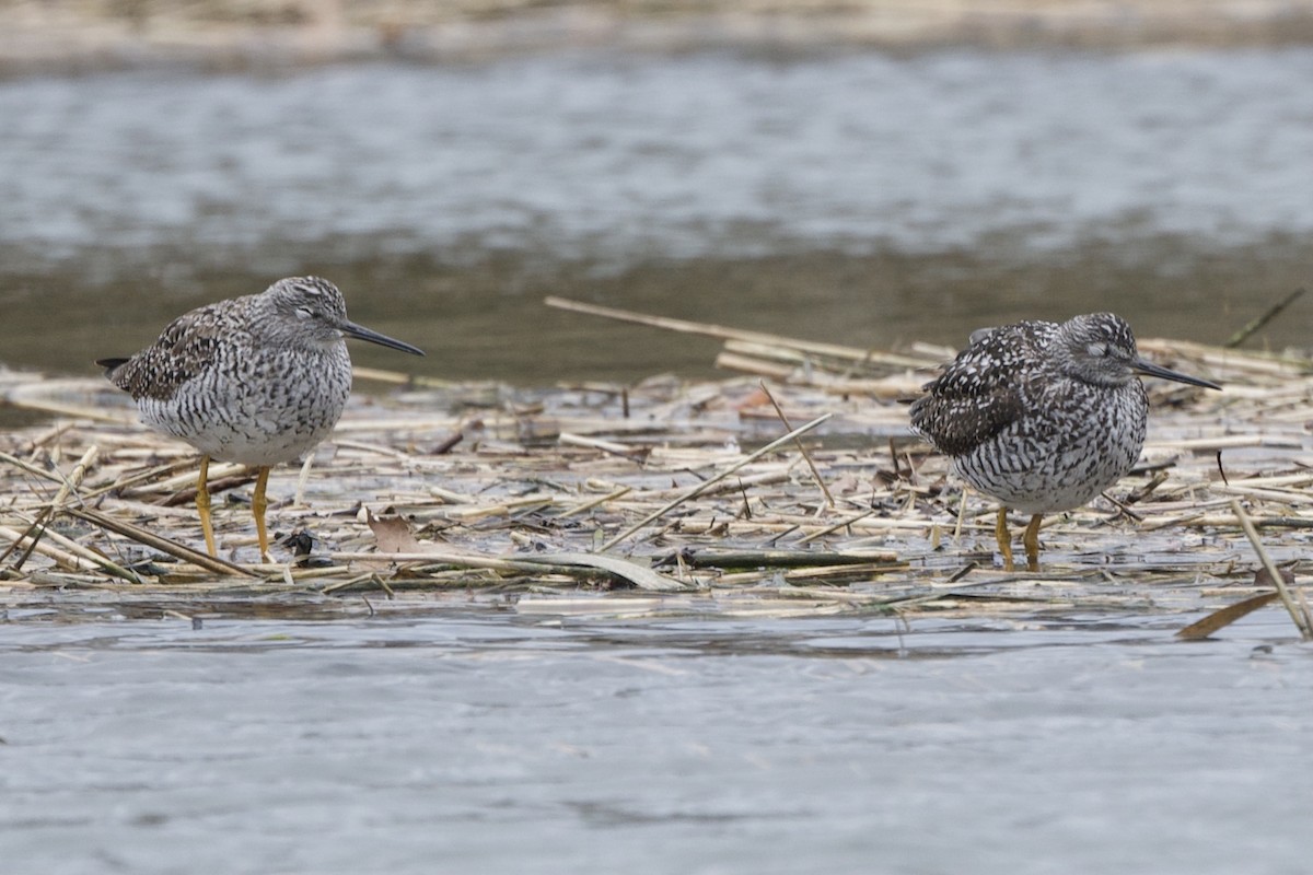 Greater Yellowlegs - ML617019642