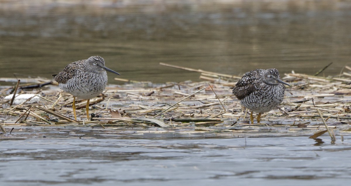 Greater Yellowlegs - ML617019644