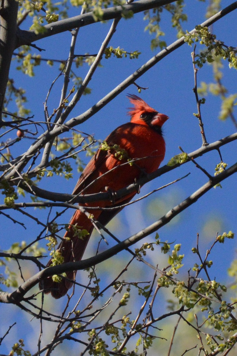 Northern Cardinal - ML617019645