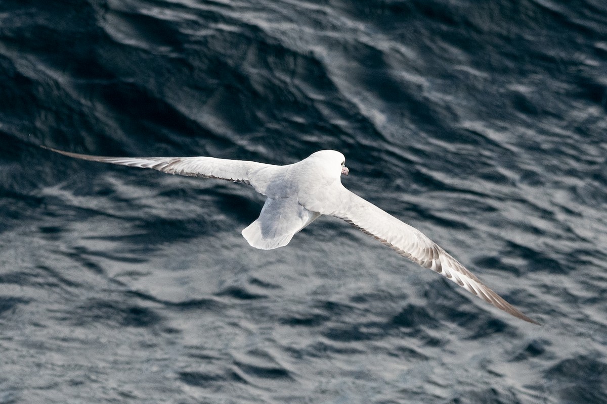 Southern Fulmar - ML617019668