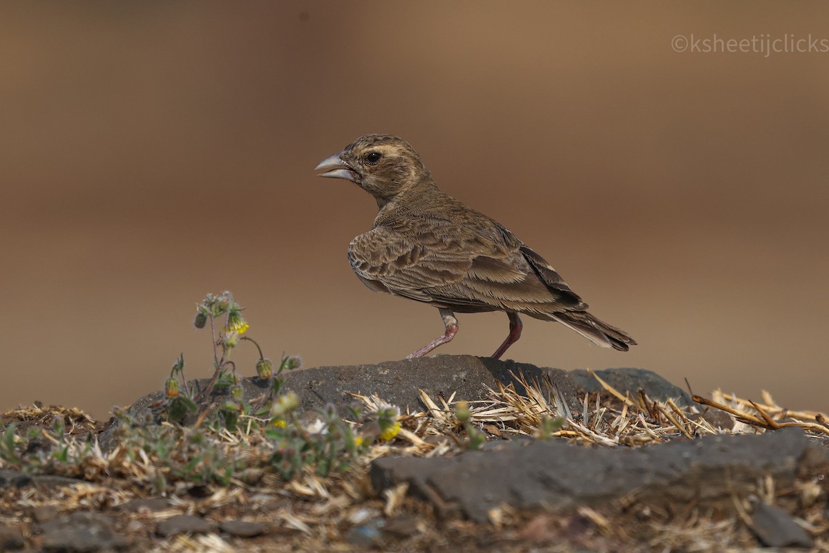 Ashy-crowned Sparrow-Lark - Ksheetij Pandey