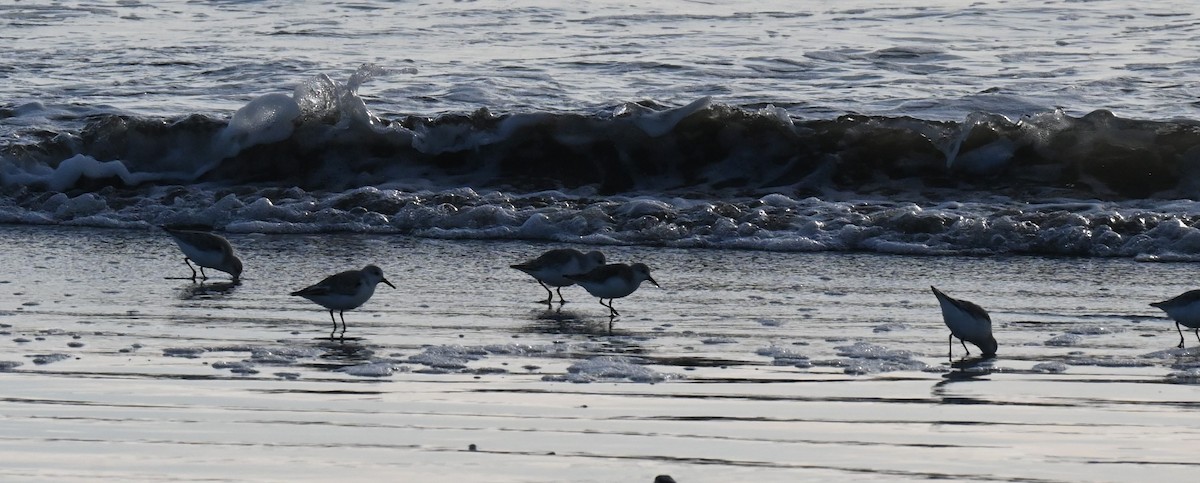 Sanderling - Steve Scordino