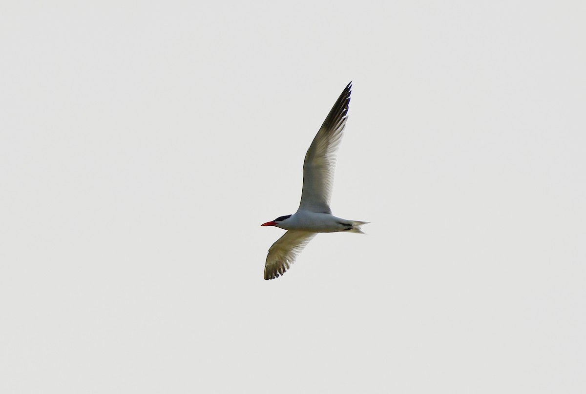 Caspian Tern - ML617019744