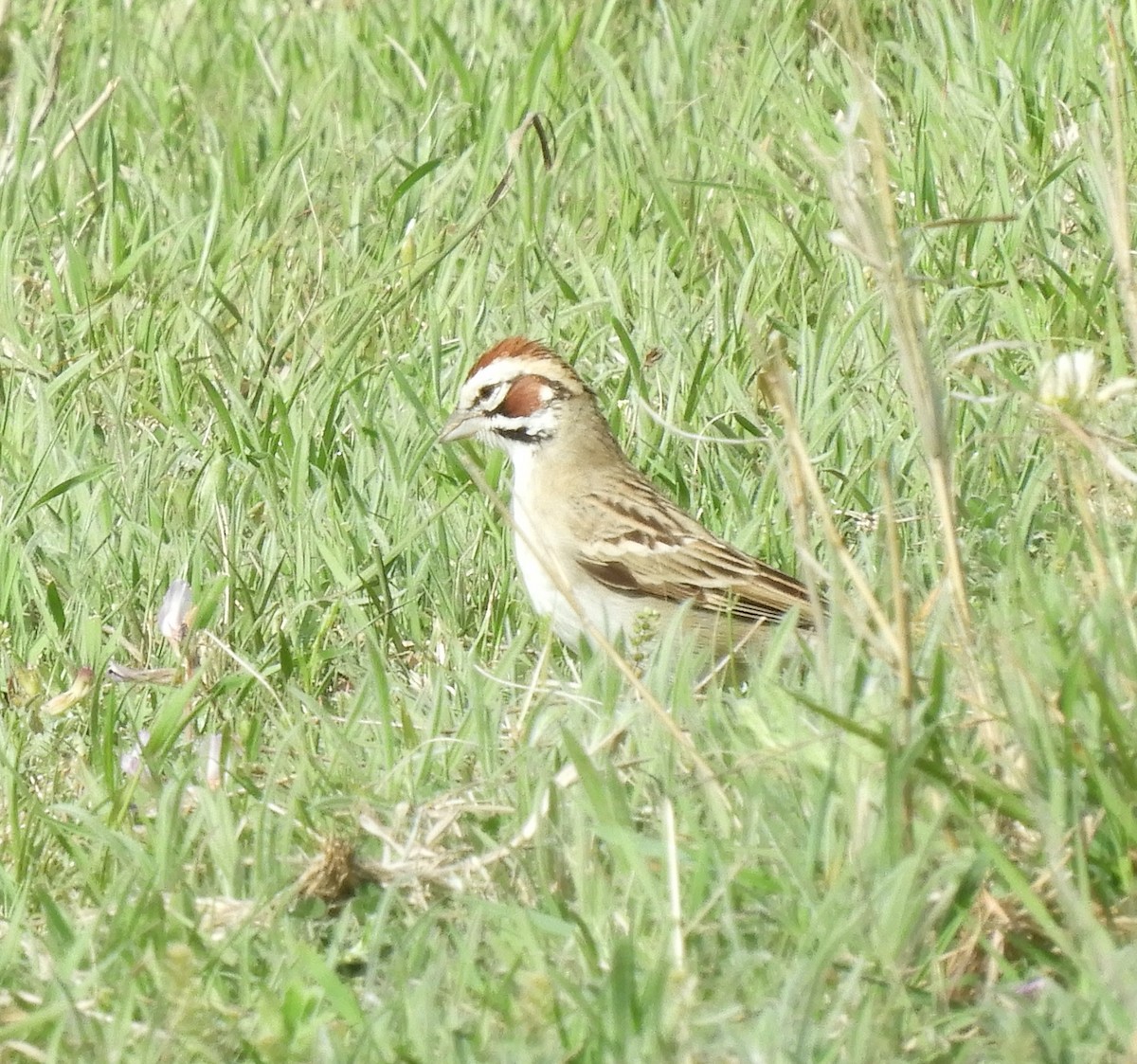 Lark Sparrow - ML617019803