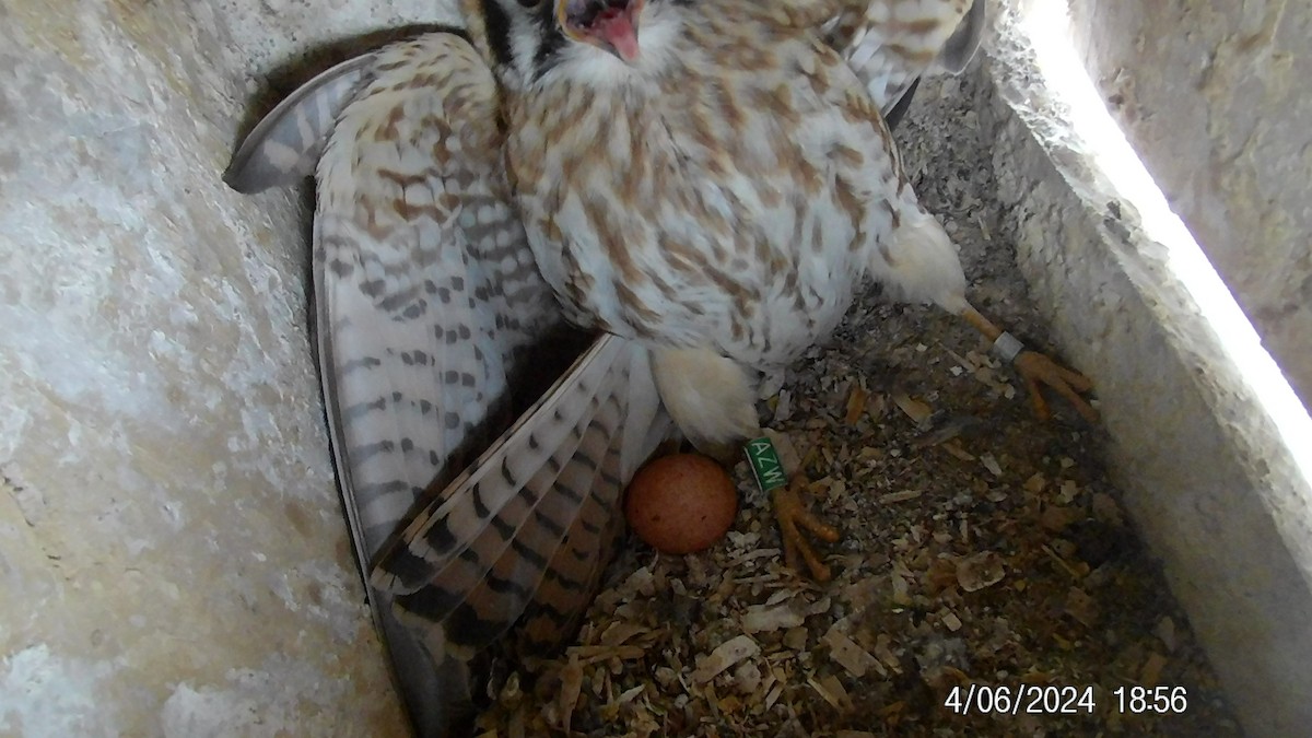 American Kestrel - ML617019826