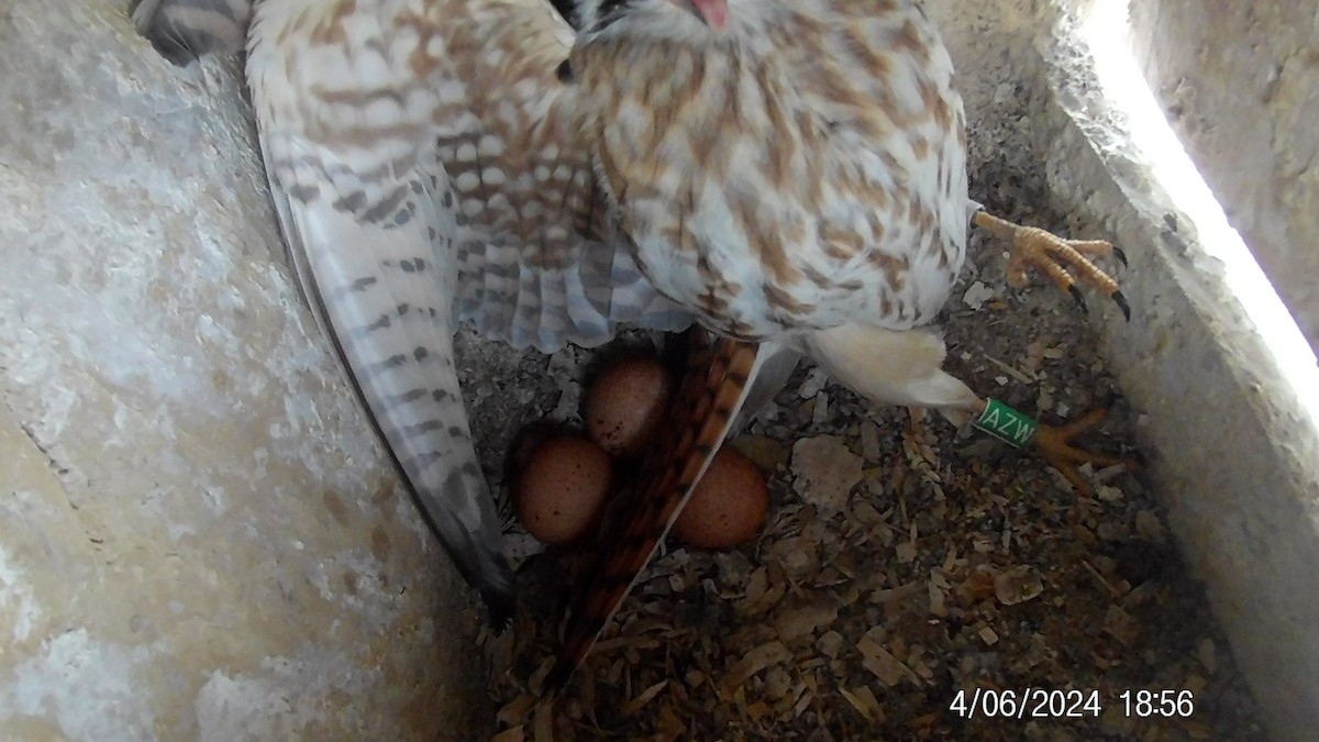American Kestrel - ML617019827