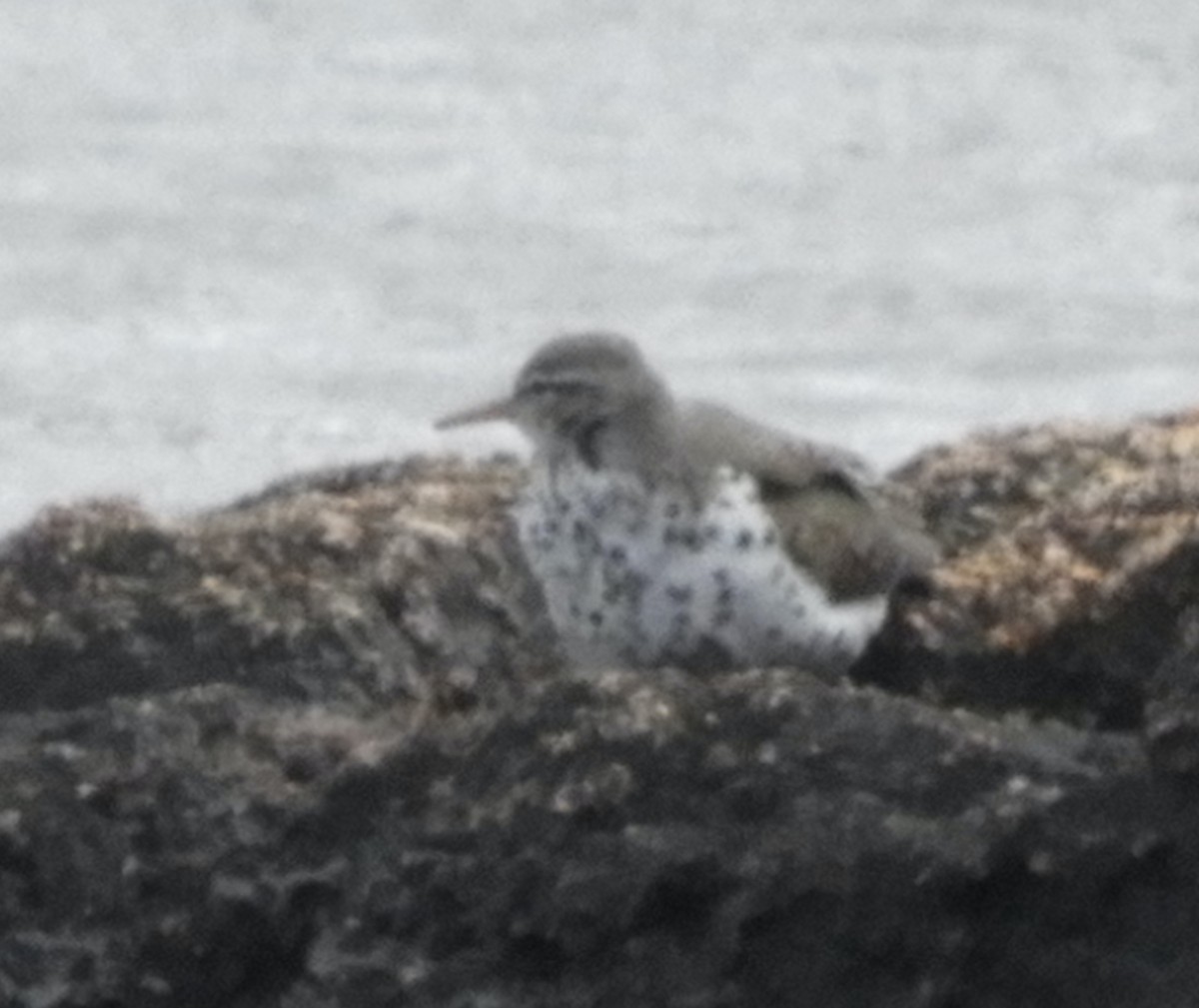 Spotted Sandpiper - ML617019834