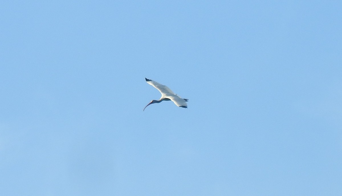 Ibis blanc - ML617019851