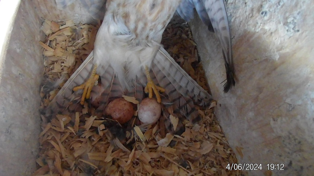 American Kestrel - ML617019860