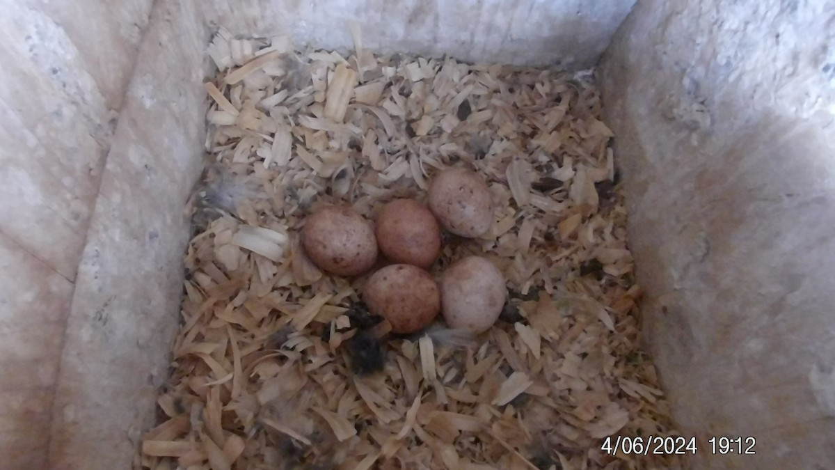 American Kestrel - ML617019861