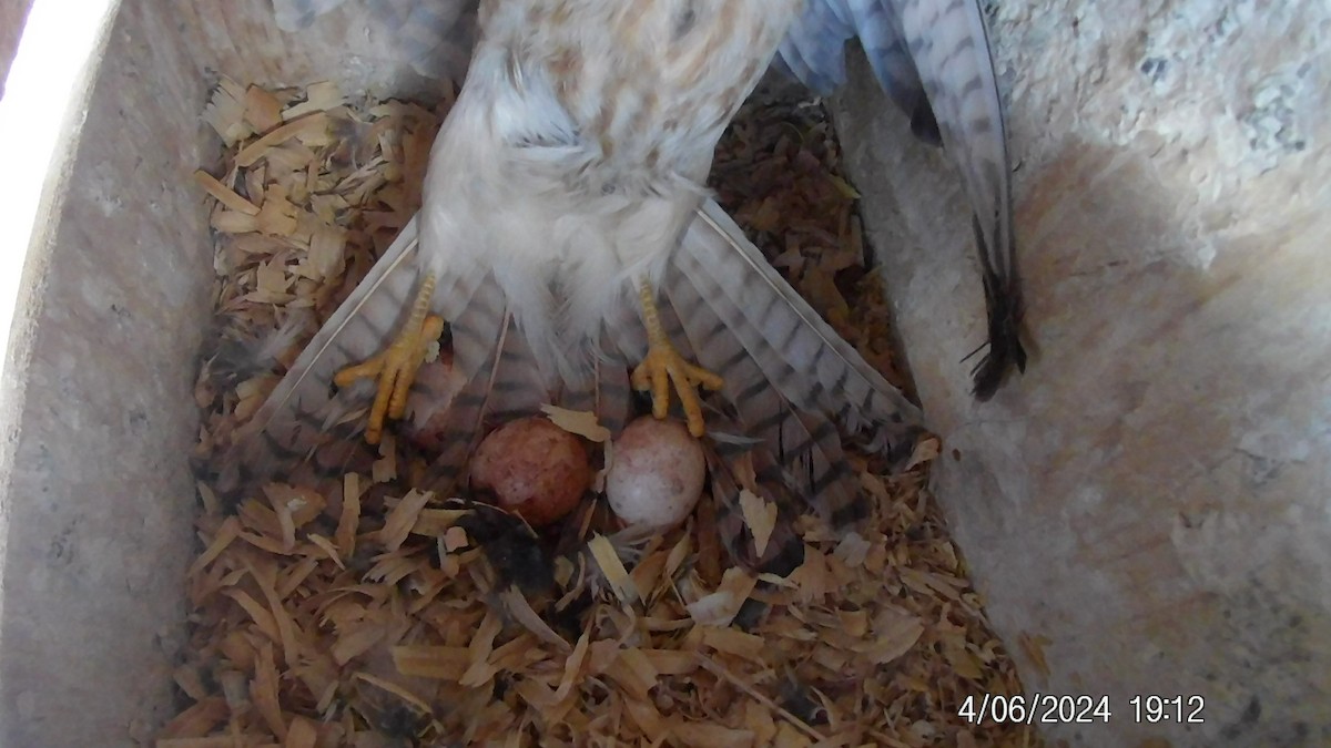 American Kestrel - ML617019862