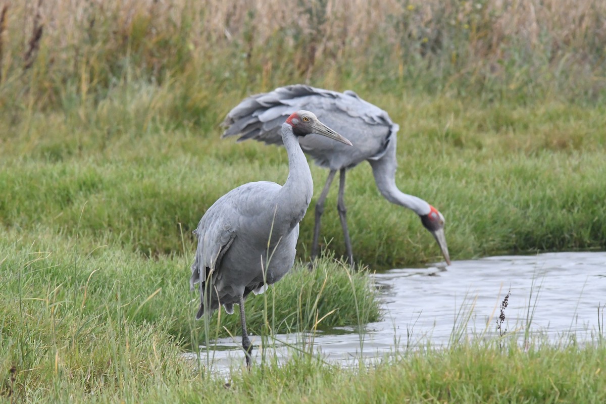 Brolga - Deb Oliver