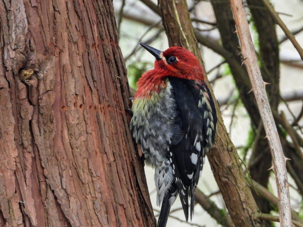 Red-breasted Sapsucker - ML617019921