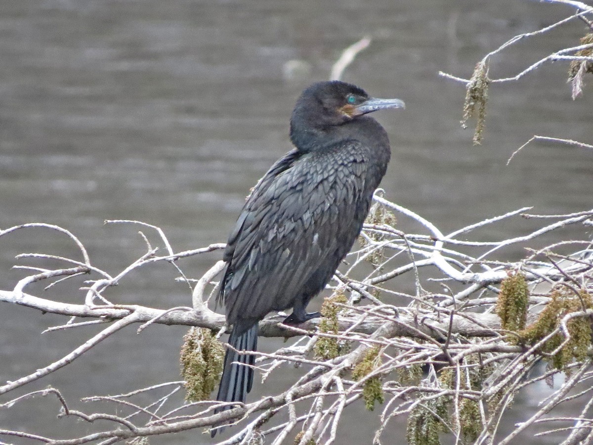 Neotropic Cormorant - Hank Heiberg